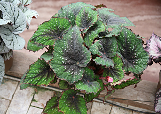 B. ‘Kufu Cheops’
